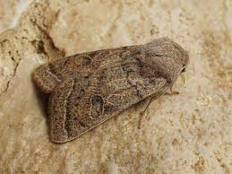 Attēlu rezultāti vaicājumam “Orthosia gracilis”