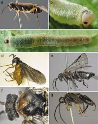 Attēlu rezultāti vaicājumam “Tenthredo mandibularis”