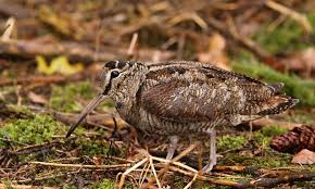 Attēlu rezultāti vaicājumam “Scolopax rusticola eggs”
