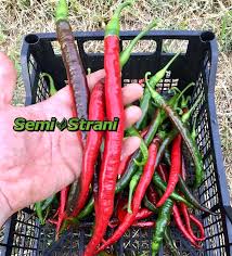 Afbeeldingsresultaat voor joe long cayenne hot pepper