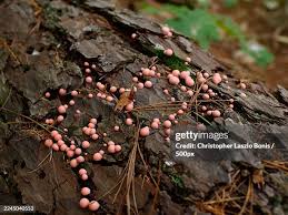 Attēlu rezultāti vaicājumam “Lycogala epidendrum s.str.”