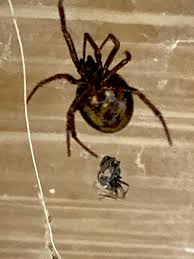 Attēlu rezultāti vaicājumam “Steatoda grossa”