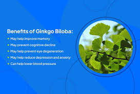 Attēlu rezultāti vaicājumam “Ginkgo biloba”