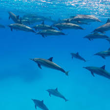 Image result for Durley Dolphin Diver