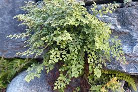 Attēlu rezultāti vaicājumam “Asplenium ruta-muraria”