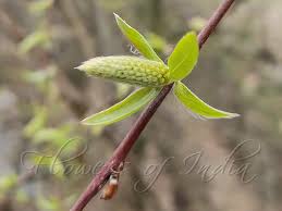 Attēlu rezultāti vaicājumam “Salix x fragilis”