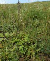 Attēlu rezultāti vaicājumam “Silene chlorantha”