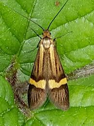 Attēlu rezultāti vaicājumam “Adelidae”