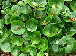 Attēlu rezultāti vaicājumam “Asarum europaeum leaf”