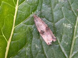 Attēlu rezultāti vaicājumam “Celypha striana”