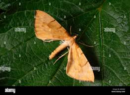 Attēlu rezultāti vaicājumam “Eulithis pyraliata”