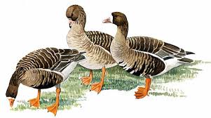 Attēlu rezultāti vaicājumam “Anser albifrons adult”