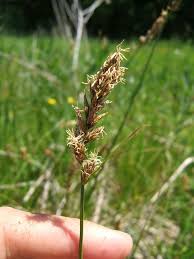 Attēlu rezultāti vaicājumam “Carex disticha”