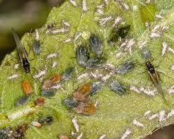 Attēlu rezultāti vaicājumam “Aphis farinosa”