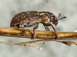 Attēlu rezultāti vaicājumam “Sitona sp.”