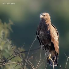 Attēlu rezultāti vaicājumam “Aquila pomarina”