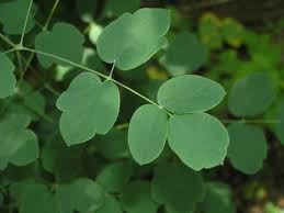 Attēlu rezultāti vaicājumam “Thalictrum lucidum leaf”