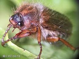 Attēlu rezultāti vaicājumam “Amphimallon solstitiale imago”