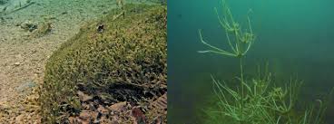 Attēlu rezultāti vaicājumam “Chara intermedia”