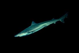 Image result for Galeorhinus galeus