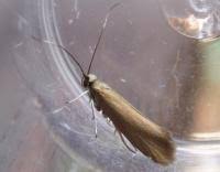 Attēlu rezultāti vaicājumam “Roeslerstammia erxlebella”