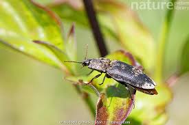 Attēlu rezultāti vaicājumam “Agrypnus murinus”