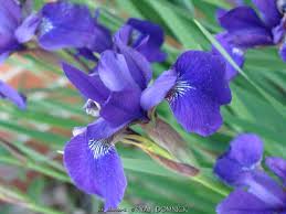 Attēlu rezultāti vaicājumam “Iris sibirica”