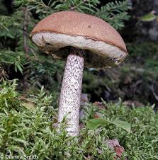 Attēlu rezultāti vaicājumam “Leccinum vulpinum”