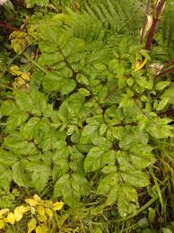 Attēlu rezultāti vaicājumam “Angelica sylvestris leaf”