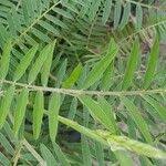 Attēlu rezultāti vaicājumam “Vicia cracca leaf”