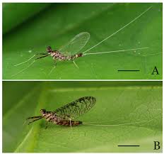 Attēlu rezultāti vaicājumam “Heptagenia sulphurea female”