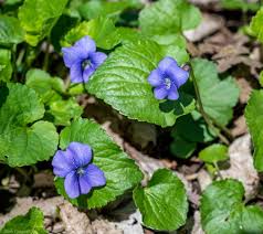 Attēlu rezultāti vaicājumam “Viola sororia”