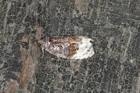 Attēlu rezultāti vaicājumam “Apotomis betuletana”