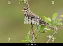 Attēlu rezultāti vaicājumam “Anthus trivialis adult”