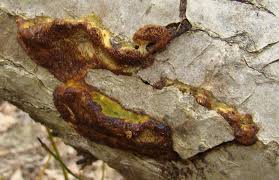 Attēlu rezultāti vaicājumam “Dichomitus campestris”