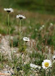 Attēlu rezultāti vaicājumam “Leucanthemum vulgare”