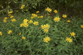 Attēlu rezultāti vaicājumam “Inula salicina flower”
