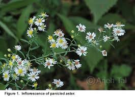 Image result for Aster lanceolatus