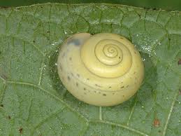 Attēlu rezultāti vaicājumam “Fruticola fruticum”