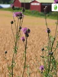 Attēlu rezultāti vaicājumam “Centaurea scabiosa flower”