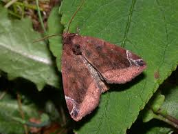 Attēlu rezultāti vaicājumam “Cosmia pyralina”