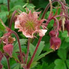 Attēlu rezultāti vaicājumam “Geum rivale bud”