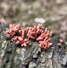 Attēlu rezultāti vaicājumam “Arcyria denudata young”