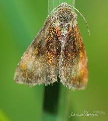 Attēlu rezultāti vaicājumam “Panemeria tenebrata”