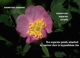 Attēlu rezultāti vaicājumam “Rosaceae”