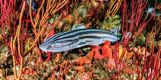 Image result for Poroderma africanum