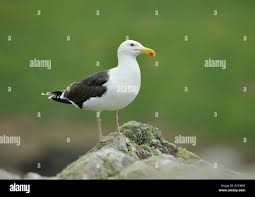 Attēlu rezultāti vaicājumam “Larus marinus adult”