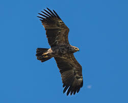 Attēlu rezultāti vaicājumam “Aquila pomarina”