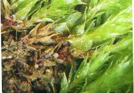 Attēlu rezultāti vaicājumam “Anthocerotopsida”