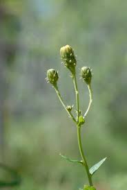 Attēlu rezultāti vaicājumam “Hieracium umbellatum”